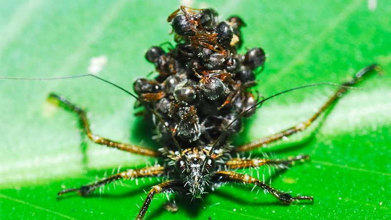 Illustration for article titled Unbelievable Assassin Bug Wears Its Victims' Corpses as Armor